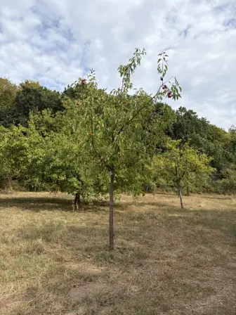Foto treephoto-weowdulw5tqis7qpgn27wy0s.jpeg