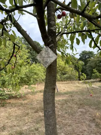Foto treephoto-z3tiif91kjtcmrtxk4i4b0oj.jpeg