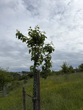 Foto treephoto-dnmpfh7xqukj2bt2za1btjxq.jpeg