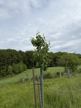 Foto treephoto-jhbwupsxbv6lg64porox5foj.jpeg
