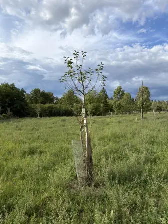 Foto treephoto-eqmznoj1idck9ecn4tduwa60.jpeg