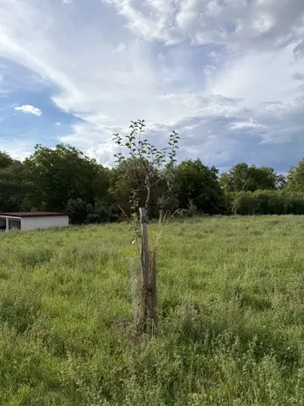 Foto treephoto-hyt86a5wxmqtzdf19ql7zsfi.jpeg