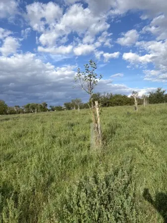 Foto treephoto-l3snnmtlsejegopwl9ecmemi.jpeg