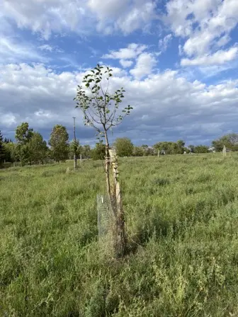 Foto treephoto-liph7qu77lzr5m7vziduj56j.jpeg