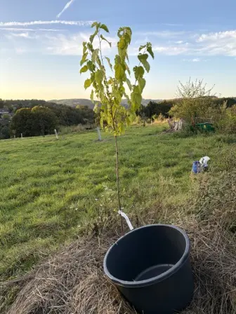 Foto treephoto-agzl4rc4pn49lxmk85sczoo9.jpeg