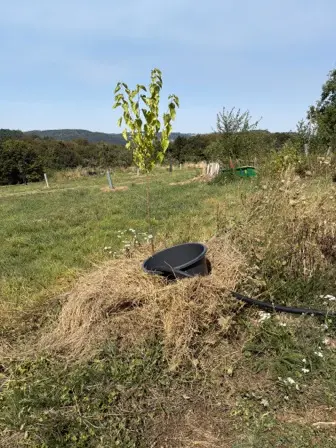 Foto treephoto-fpbp4mschlzvjv5egsn2w0ry.jpeg