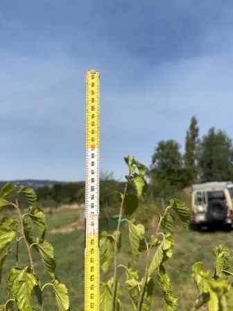 Foto treephoto-h6sneyuizbtks6xrxfkp4qx7.jpeg