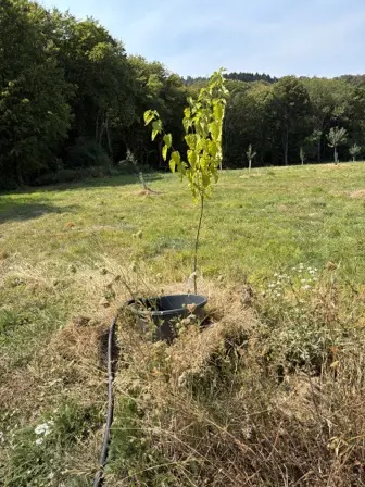 Foto treephoto-v8hroibtwykot63rotod9r0f.jpeg