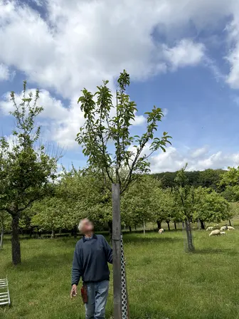 Foto treephoto-pisw6uxsj5jiuepgmtln5lqw.jpeg