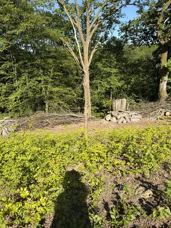 Foto treephoto-gt6rqq71ncr9e4hi4o0qqhpp.jpeg