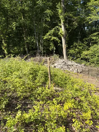 Foto treephoto-uu6zyj7bgpulxt384kn3bfc9.jpeg