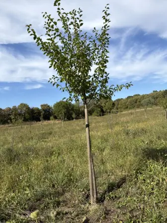 Foto treephoto-mtu0dynqwc0iuszruce72k5g.jpeg
