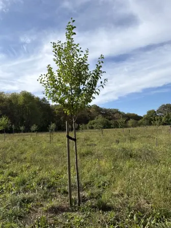 Foto treephoto-r23tf5dla43qoagp087vbo8v.jpeg