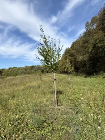 Foto treephoto-zd1h7g08krmmxqvxf6mp4ths.jpeg