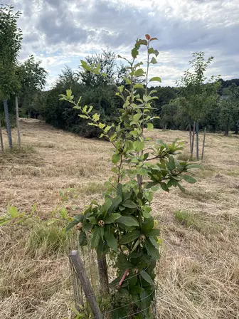 Foto treephoto-qqjpmukql3lb6pqnohg2kmd2.jpeg