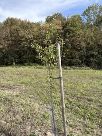 Foto treephoto-y6ezgyuhfzppa43fpv6x1obs.jpeg