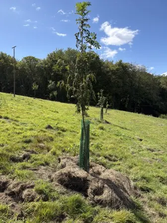 Foto treephoto-h177f83yce5sv4uqfm4vm8yo.jpeg