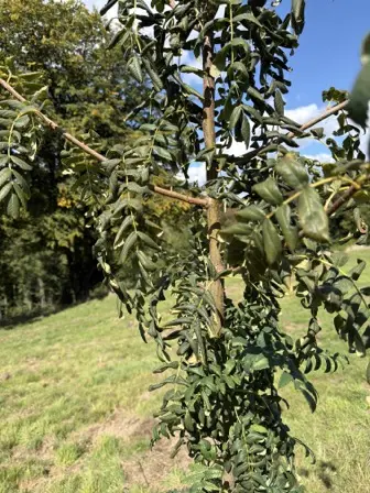 Foto treephoto-hxo1au7fe49t5c7rssyplcpw.jpeg
