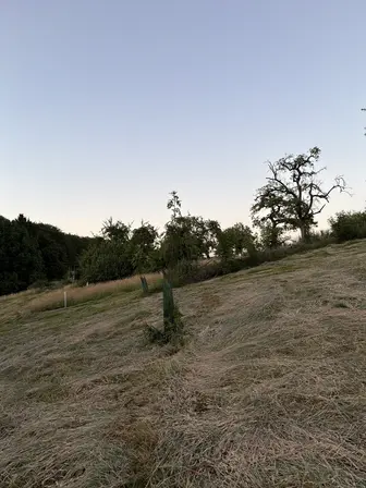 Foto treephoto-k20gxzqxgsl6ihu3irv31w7k.jpeg