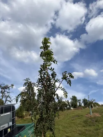 Foto treephoto-l2dar6ke0iv1k6ajx3mmiex4.jpeg