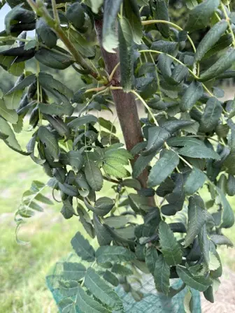 Foto treephoto-o3p0eeb8w23xo44hvwsnqngx.jpeg