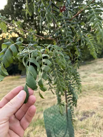 Foto treephoto-q173wdz9h11gezyhubl4ma0k.jpeg