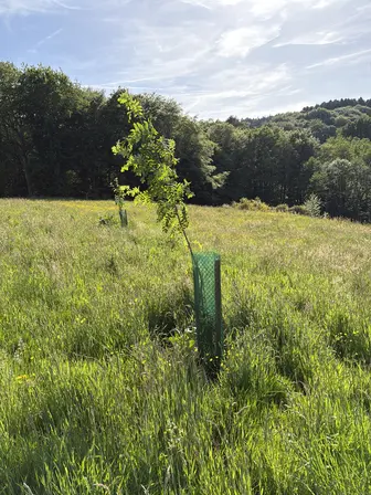 Foto treephoto-scoeavwpdkx5xlop2idzxk5n.jpeg