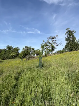 Foto treephoto-wk268hdzqfvuxsjf34baz745.jpeg