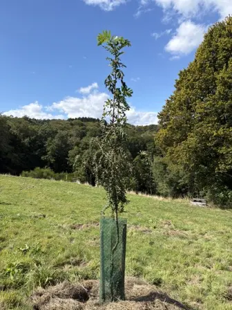 Foto treephoto-wp2uq94cn2lkmgr56g6xkber.jpeg