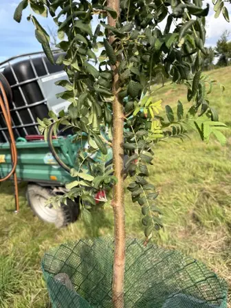 Foto treephoto-z42zauncb5bmo3jjciohejci.jpeg