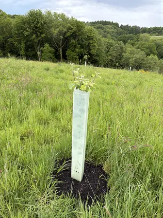 Foto treephoto-ivtsg90aath0u3koqkmxhtp8.jpeg