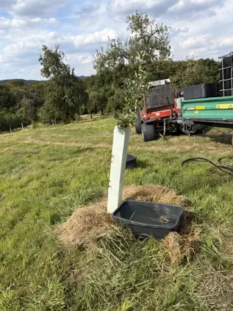 Foto treephoto-tf0vsi4hsz302ii3gjsfp31i.jpeg