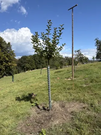Foto treephoto-j9by8nroi5skq4fzdq32x8zg.jpeg