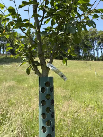 Foto treephoto-i46f4t2mp1az9fq5pugxktyp.jpeg