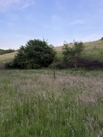 Foto treephoto-k0no1ksr4csizgyop1jnsk7k.jpeg