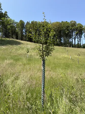 Foto treephoto-o0z0dos3ee8g7ykvyul35t03.jpeg