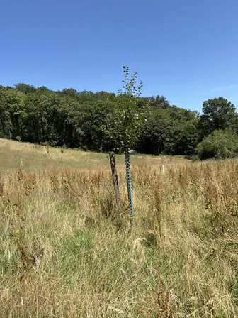 Foto treephoto-o7mvag3mn0c7nhlz17prk6iq.jpeg