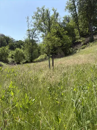 Foto treephoto-uhgg8ntfmtfodh7my75nfonh.jpeg