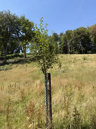 Foto treephoto-weveflzjqhf3jv7na1v8kzf6.jpeg