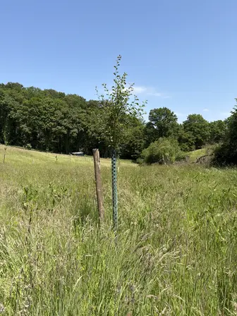 Foto treephoto-wxzi806fc74xrnpuux50kj25.jpeg