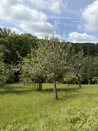 Foto treephoto-cgdffvxh446yi1ur9tc7vfpz.jpeg
