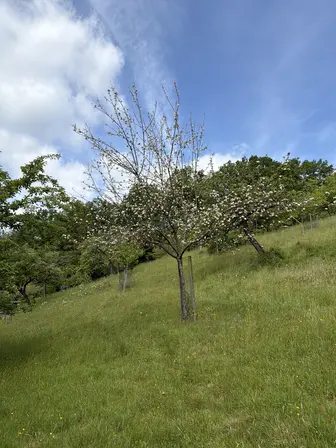 Foto treephoto-fnj4gdjeav2z7jt9j362lidk.jpeg