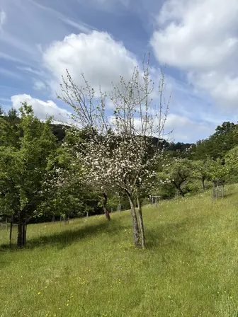 Foto treephoto-m7517xai0jxu4ivwxhq2m09c.jpeg