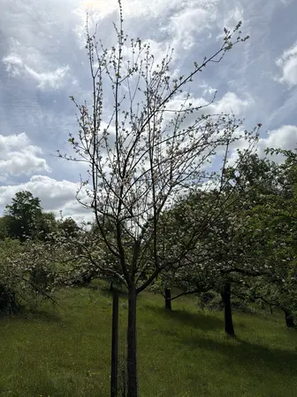 Foto treephoto-s7e7qygyy4qhzmw1ik8e79bb.jpeg