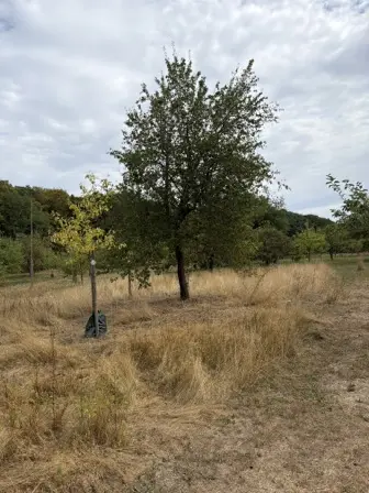 Foto treephoto-k5h25nwnfmqsa2k1ic0o8v5p.jpeg