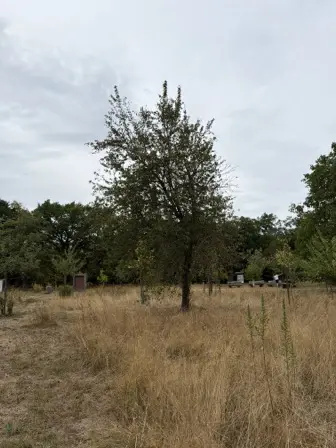 Foto treephoto-le6xmkkyejn7fg2gpv698x8r.jpeg
