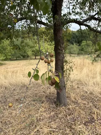 Foto treephoto-njqzpaedxd0ezt7iau0mvkz6.jpeg