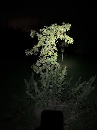 Foto treephoto-g7yj8w2lv29fqvk3sb5o51mz.jpeg