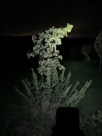 Foto treephoto-jl3vcqg7vrun0d7gvugqxi1w.jpeg