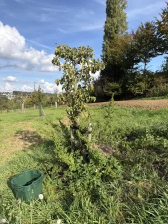 Foto treephoto-n8hzu1qffji59l6tend3t3sn.jpeg